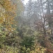 Ruine Goldenstein