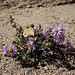 Aster - Frabtupfer in der ansonsten trockenen Landschaft