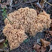 ein "Korallenpilz" am Wegesrand, ca 30 cm lang