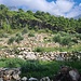 Olivenhain am Wegrand 