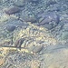 Leben im Meer