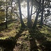 trotz leichtem Nebel schöner Lichteinfall bei dieser Aussichtskanzel