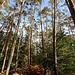 Auf dem Hahnberg