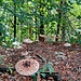 Noch mehr Pilze!
