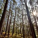 Herrlicher Wald auf dem Gipfel des Hahnbergs.
