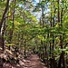 Wir wanderten nun weiter den Schindberg hinauf, und nahmen knapp unterhalb des Gipfels den Wasgau-Felsenweg nach rechts.
