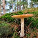 Fliegenpilz!