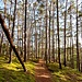 Der als Pfälzer Waldpfad markierte Weg führt hinunter....