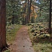 nel bosco