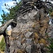 Ein Gendarm besetzt den Grat, brüchig, oben drauf eine Latsche, und drüben ein veritabler Baum. 