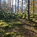 viel bemooste Steine im Südschwarzwald...