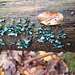 wieder so ein blauer Pilz....