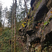 Senkrechte Sandsteinwand - Achtung beim Abstieg
