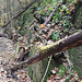 Nach der Wand Abstieg hinunter zum Murbach