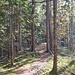 Nettes Weglein im Wald