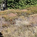 Viele Ameisenhaufen 