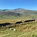 Im Abstieg zwischen Snowdon und Llanberis - Seitenblick, hinten ist der Moel Cynghorion zu sehen (674 m).