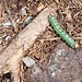 bunte Raupe