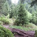 im Anstieg zum Lanerkopf,