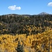 Aspen gold bei der Anfahrt zum Cucharas Pass... in dieser Gegend sind sie später dran.