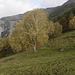 Colle Albenza