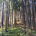 ... im lichtdurchfüllten Wald ...