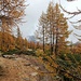 <b>Lasciato l’alpeggio il sentiero si inoltra nello splendido lariceto, all’apice dei colori autunnali. Il giallo-oro dei larici si contrappone al verde scuro dei rododendri, che coprono il sottobosco. </b>