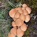 schöne Pilzformation