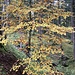 Herbstimpression im Wald ...