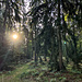 Nach Überschreitung der Gipfelkuppe kommt die Morgensonne auch wieder öfter ins Gehülz.
