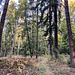 Schöner Mischwald.
