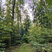 Am Schwarzen Weiher abzweigend führt (wieder südostwärts) ein schönes Pfädla ...
