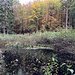 ... Schwarzen See (nicht zu verwechseln mit dem vorhin besuchten Schwarzen Teich :-). Er liegt sehr beschaulich in diesem engen Waldtal und ist von dichter Ufer-Vegetation bestanden. Sein Wasser wirkt tatsächlich sehr schwarz ... ein schöner Ort. Ich gehe an seinem Nordufer entlang und ...