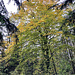 ... in den Wald herein.