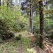 ... auf einen kaum sichtbaren Weg eine Lichtung rauf und wieder rein in den Wald. Somit komme ich am besten und nähesten heran an den ...