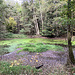 ... auch hier einen kleinen Waldsee an, es ist der Herrenweiher. Zu ihm machte ich mit dem Kindergarten mal eine Wanderung. Und besonders blieb mir der Moment in Erinnerung, als nach einer längeren Passage durch den Wald ...