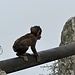 Baby-Affe beim Ausprobieren der Balance