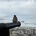 hoch über Gibraltar: dieser Affe hat eine Packung Snacks geklaut, welche er jedoch nicht öffnen kann ... jedenfalls ein exponierter Hochsitz