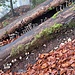 Idealer Nährboden für Pilze