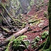 Die Schlucht des Chesselbachs. Das Clubwägli steigt nach rechts bergan.