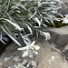 Edelweiss