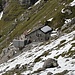 zurück bei der Glärnischhütte