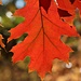 Herbstbunt