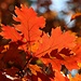 Herbstbunt