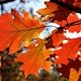 Herbstbunt