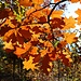 Herbstbunt