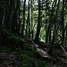 La dernière descente du chemin No. 6 se fait en forêt