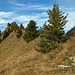 gleich nach der Hütte gehts hinauf, - nicht dem Weg nach hinten hinab folgen, der geht zum WC von der Hütte, es geht alles direkt auf dem Grat bis zum Kamm.