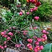 euonymus gaggio 28 10 2024