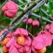 euonymus gaggio 28 10 2024